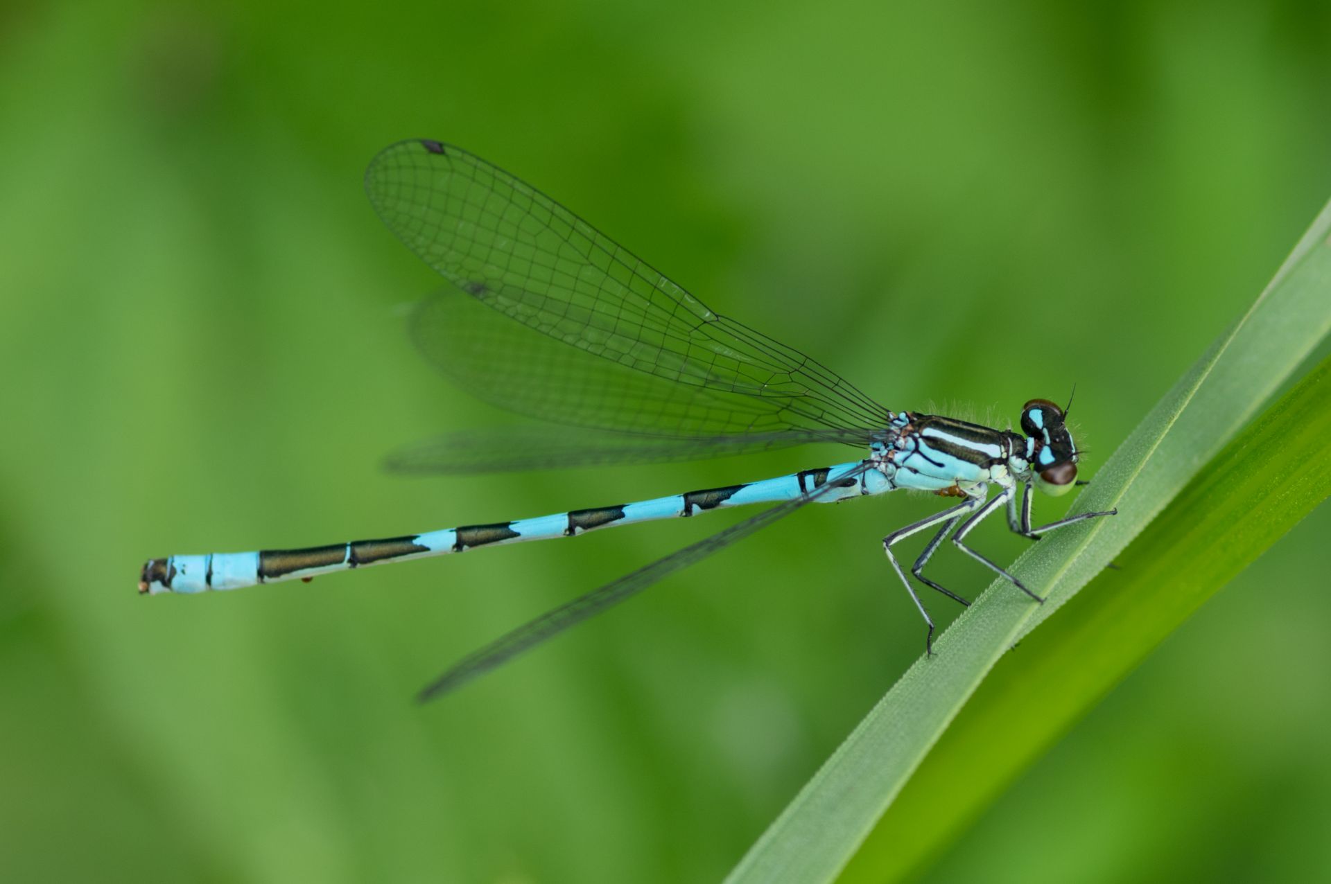 Agrion à fer de lance - Vue 1