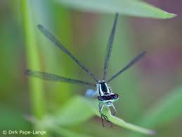 Agrion à fer de lance - Vue 3